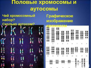Половые хромосомы и аутосомы Чей хромосомный набор?Сколько аутосом? Графическое