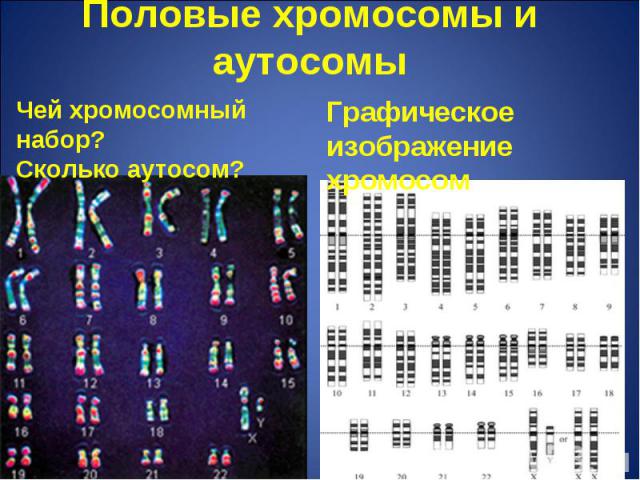Половые хромосомы и аутосомы Чей хромосомный набор?Сколько аутосом? Графическое изображение хромосом