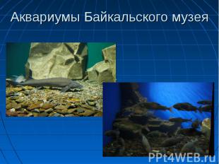 Аквариумы Байкальского музея
