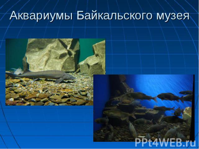 Аквариумы Байкальского музея