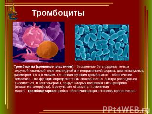 Тромбоциты Тромбоциты (кровяные пластинки) – бесцветные безъядерные тельца округ