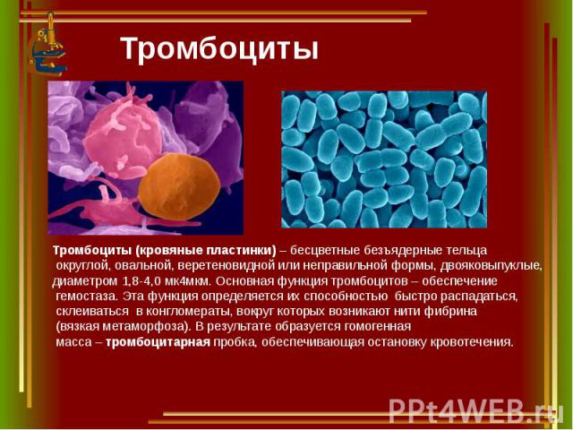 Тромбоциты Тромбоциты (кровяные пластинки) – бесцветные безъядерные тельца округлой, овальной, веретеновидной или неправильной формы, двояковыпуклые, диаметром 1,8-4,0 мк4мкм. Основная функция тромбоцитов – обеспечение гемостаза. Эта функция определ…