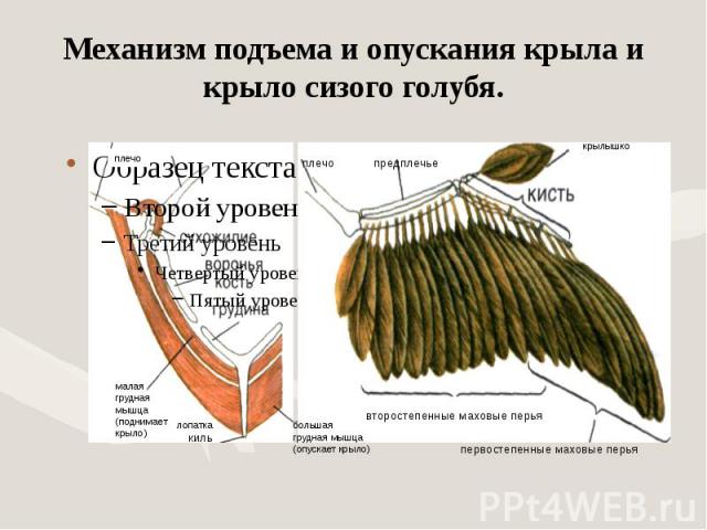 Механизм подъема и опускания крыла и крыло сизого голубя.