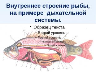 Внутреннее строение рыбы,на примере дыхательной системы.