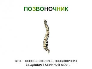 .это – основа скелета, позвоночник защищает спинной мозг.