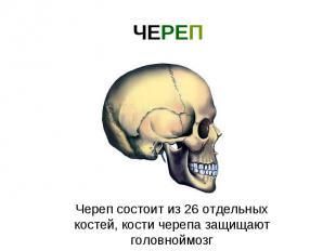 ЧЕРЕП Череп состоит из 26 отдельных костей, кости черепа защищают головноймозг