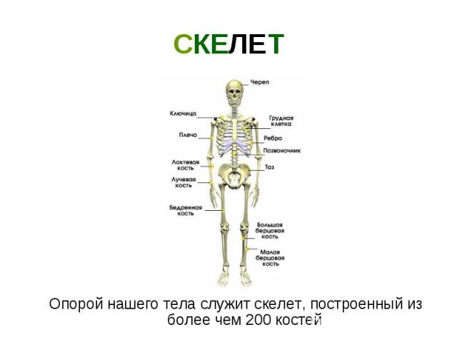 Опорой нашего тела служит скелет, построенный из более чем 200 костей