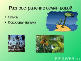 ОльхаКокосовая пальма Распространение семян водой