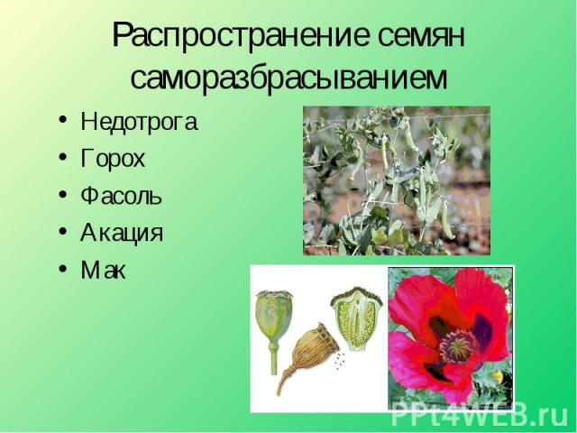 Распространение семян саморазбрасыванием НедотрогаГорохФасольАкацияМак