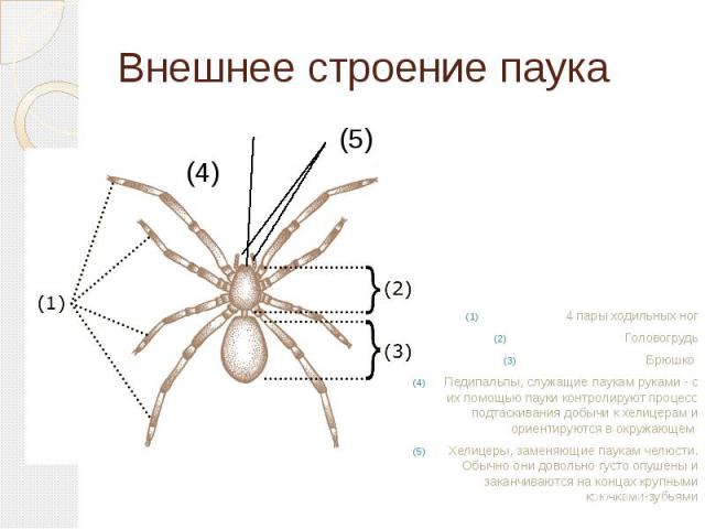 Внешнее строение паука (5) (4) 4 пары ходильных ногГоловогрудьБрюшко Педипальпы, служащие паукам руками - с их помощью пауки контролируют процесс подтаскивания добычи к хелицерам и ориентируются в окружающем Хелицеры, заменяющие паукам челюсти. Обыч…