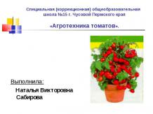 Агротехника томатов