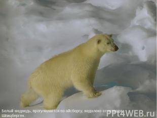 Белый медведь, прогуливается по айсбергу, недалеко от острова Шпицберген. 