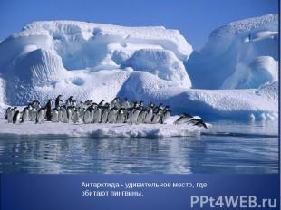 Антарктида - удивительное место, где обитают пингвины. 