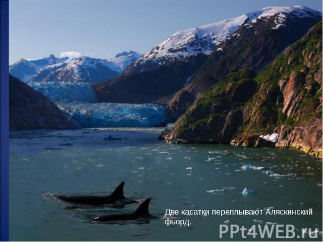 Две касатки переплывают Аляскинский фьорд.