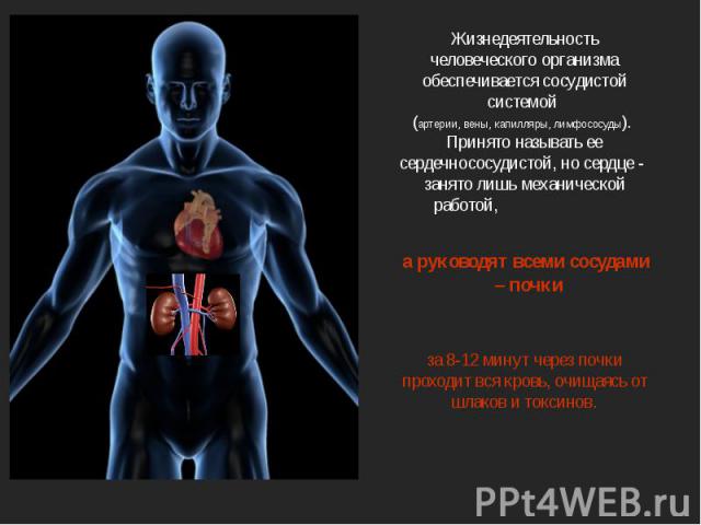 Жизнедеятельность человеческого организма обеспечивается сосудистой системой (артерии, вены, капилляры, лимфососуды). Принято называть ее сердечнососудистой, но сердце -  занято лишь механической работой, а руководят всеми сосудами – почки за 8-12 м…