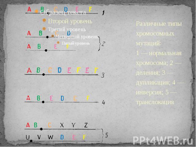 Различные типы хромосомных мутаций:1 — нормальная хромосома; 2 — деления; 3 — дупликация; 4 — инверсия; 5 — транслокация