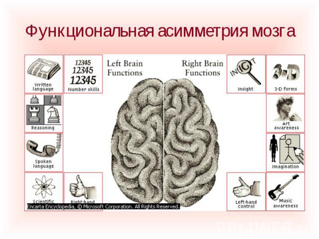 Функциональная асимметрия мозга