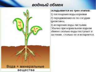водный обмен складывается из трех этапов: 1) поглощения воды корнями 2) передвиж