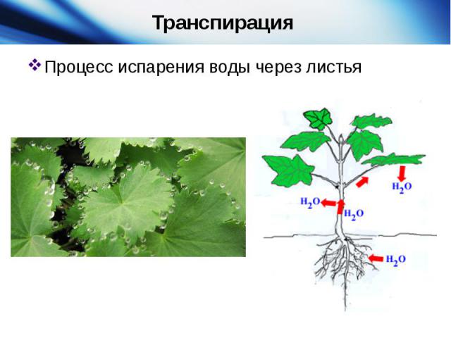 Транспирация Процесс испарения воды через листья