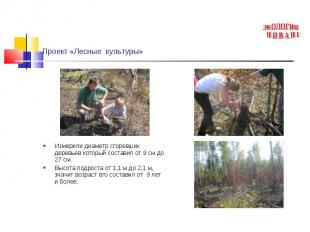 Проект «Лесные культуры» Измерили диаметр сгоревших деревьев который составил от
