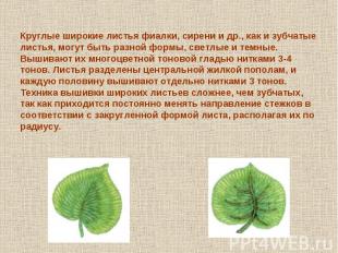 Круглые широкие листья фиалки, сирени и др., как и зубчатые листья, могут быть р