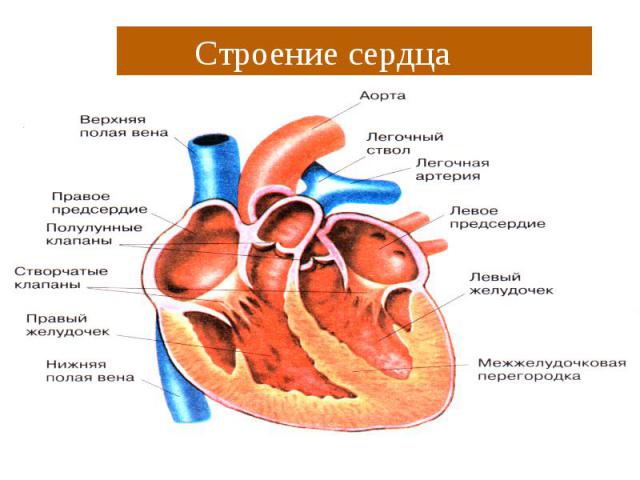 Схема сердца биология
