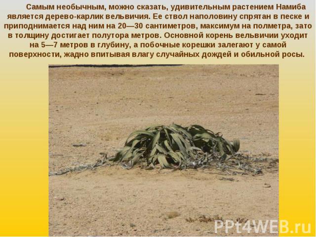 Самым необычным, можно сказать, удивительным растением Намиба является дерево-карлик вельвичия. Ее ствол наполовину спрятан в песке и приподнимается над ним на 20—30 сантиметров, максимум на полметра, зато в толщину достигает полутора метров. Основн…