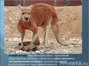 Рыжий кенгуру (лат.Macropus rufus) – крупнейший представитель сумчатого семейств