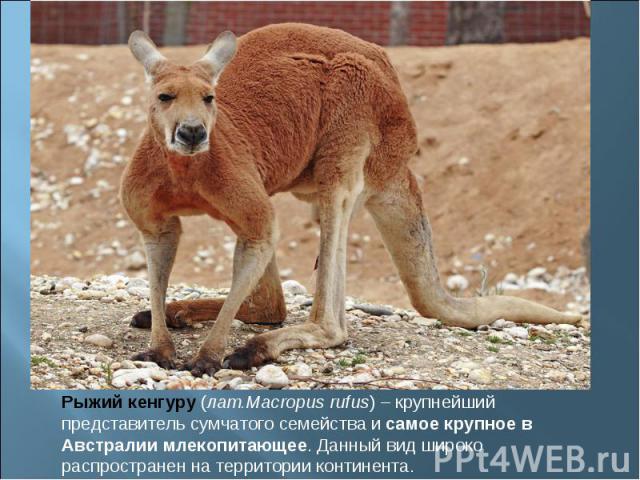 Рыжий кенгуру (лат.Macropus rufus) – крупнейший представитель сумчатого семейства и самое крупное в Австралии млекопитающее. Данный вид широко распространен на территории континента.