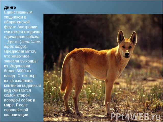 ДингоЕдинственным хищником в аборигенской фауне Австралии считается вторично одичавшая собака – Динго (лат.Canis lupus dingo). Предполагается, что животное завезли выходцы из Индонезии более 5000 лт назад. С тех пор из-за изоляции континента данный …