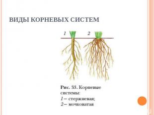 Виды корневых систем