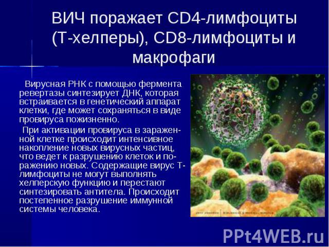 ВИЧ поражает CD4-лимфоциты (Т-хелперы), CD8-лимфоциты и макрофаги Вирусная РНК с помощью фермента ревертазы синтезирует ДНК, которая встраивается в генетический аппарат клетки, где может сохраняться в виде провируса пожизненно. При активации провиру…
