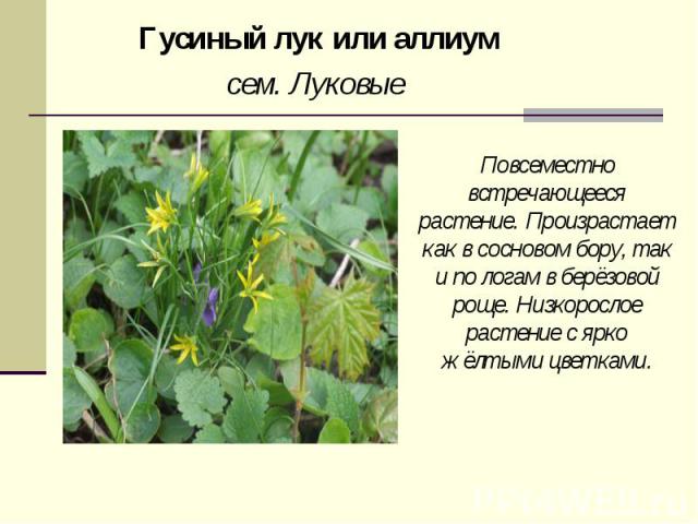 Гусиный лук или аллиумсем. Луковые Повсеместно встречающееся растение. Произрастает как в сосновом бору, так и по логам в берёзовой роще. Низкорослое растение с ярко жёлтыми цветками.