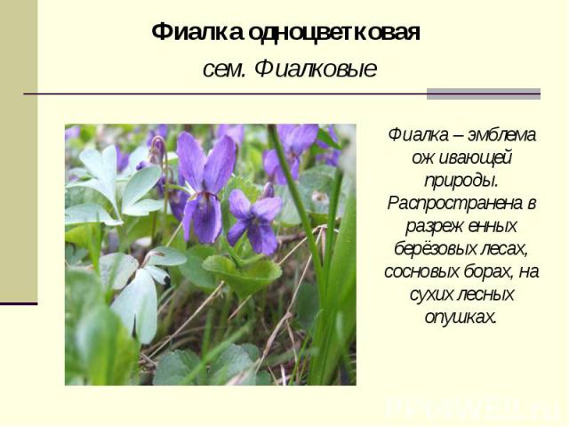 Фиалка одноцветковая сем. Фиалковые Фиалка – эмблема оживающей природы. Распространена в разреженных берёзовых лесах, сосновых борах, на сухих лесных опушках.