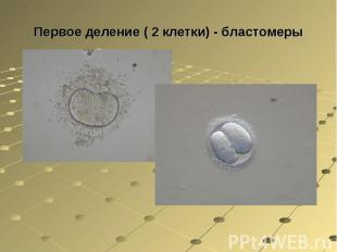 Первое деление ( 2 клетки) - бластомеры