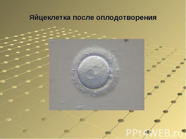 Яйцеклетка после оплодотворения