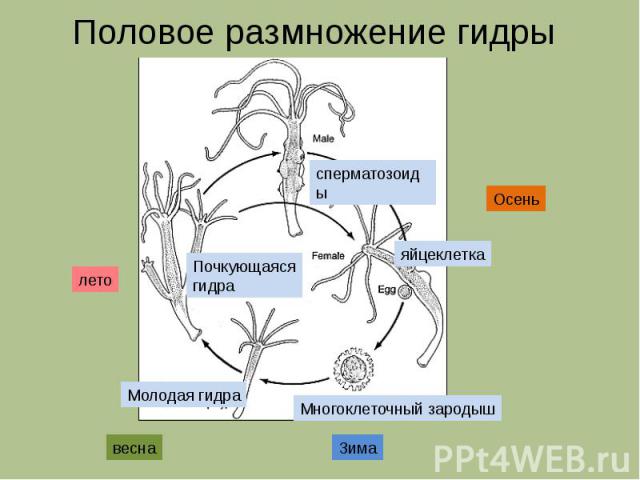 Половое размножение презентация