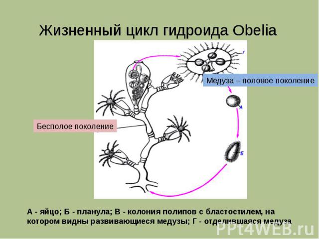 Жизненный цикл гидроида Obelia А - яйцо; Б - планула; В - колония полипов с бластостилем, на котором видны развивающиеся медузы; Г - отделившаяся медуза