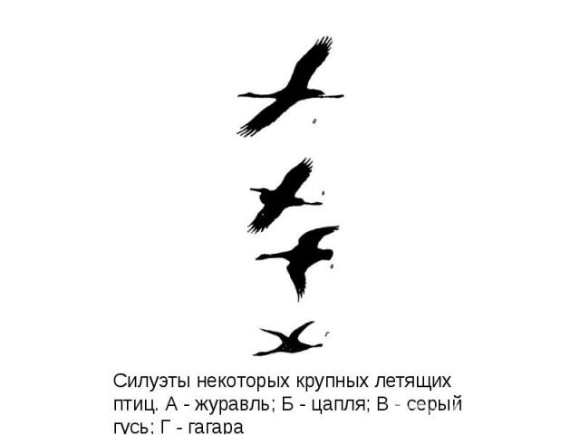 Силуэты некоторых крупных летящих птиц. А - журавль; Б - цапля; В - серый гусь; Г - гагара