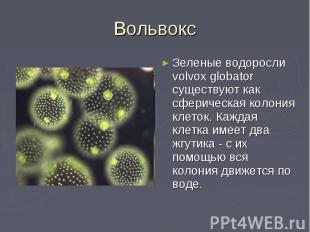 Вольвокс Зеленые водоросли volvox globator существуют как сферическая колония кл