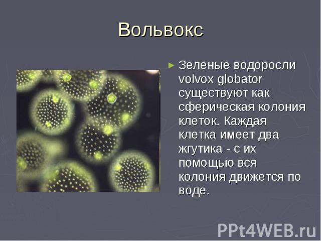 Вольвокс Зеленые водоросли volvox globator существуют как сферическая колония клеток. Каждая клетка имеет два жгутика - с их помощью вся колония движется по воде.