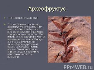 Археофруктус ЦВЕТКОВОЕ РАСТЕНИЕЭто ископаемое растение архефруктус возрастом 140
