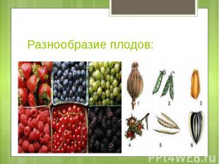 Разнообразие плодов: