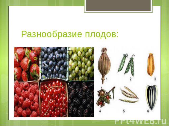 Разнообразие плодов: