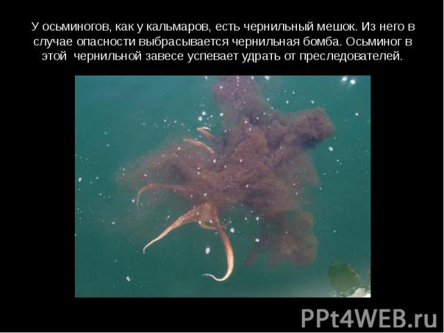 У осьминогов, как у кальмаров, есть чернильный мешок. Из него в случае опасности выбрасывается чернильная бомба. Осьминог в этой чернильной завесе успевает удрать от преследователей.