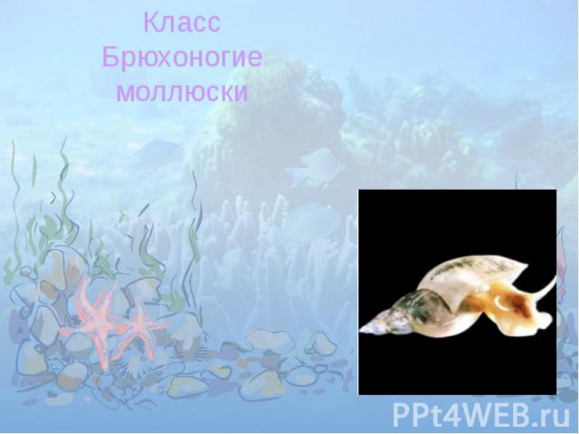 КлассБрюхоногиемоллюски