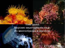 Морские кишечнополостные. Их многообразие и значение