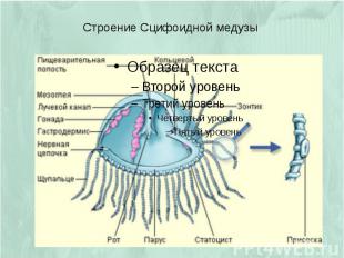 Строение Сцифоидной медузы