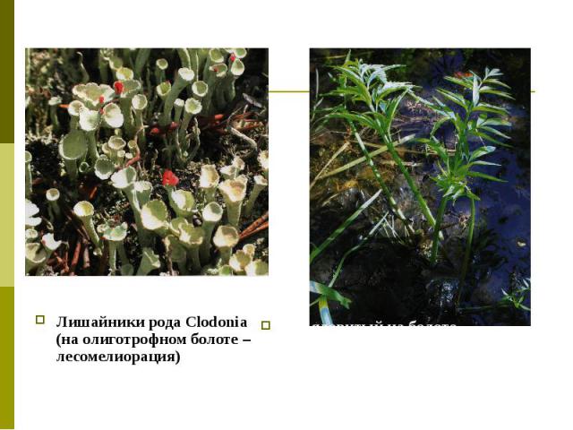 Лишайники рода Clodonia (на олиготрофном болоте – лесомелиорация)