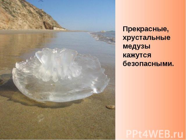 Прекрасные, хрустальные медузы кажутся безопасными.